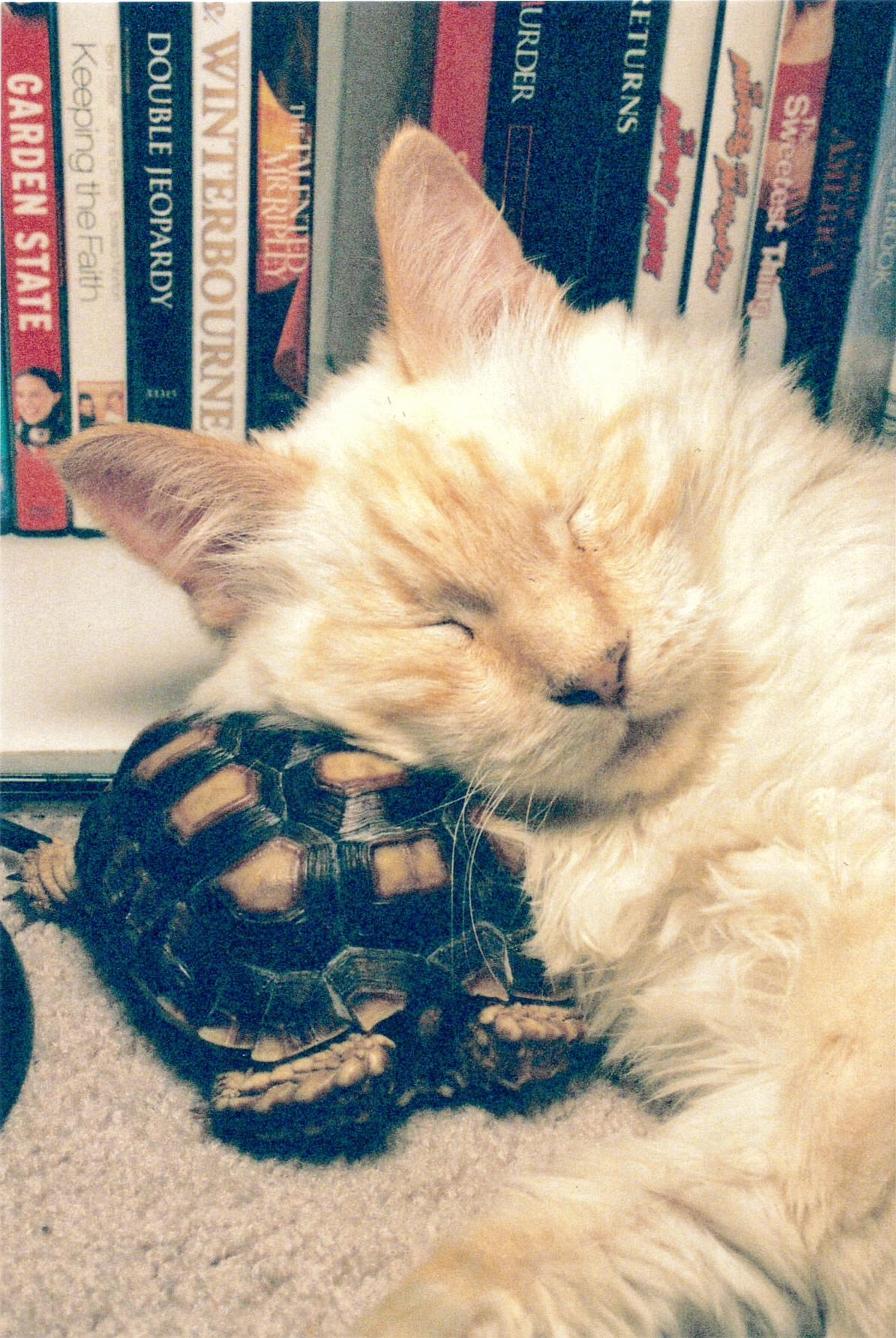 Calin Chat Et Tortue Pet Sitting Actualite De La Garde D Animaux Sur Le Blog Animaute