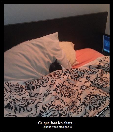 Image D Un Chat Sous La Couette Pet Sitting Actualite De La Garde D Animaux Sur Le Blog Animaute