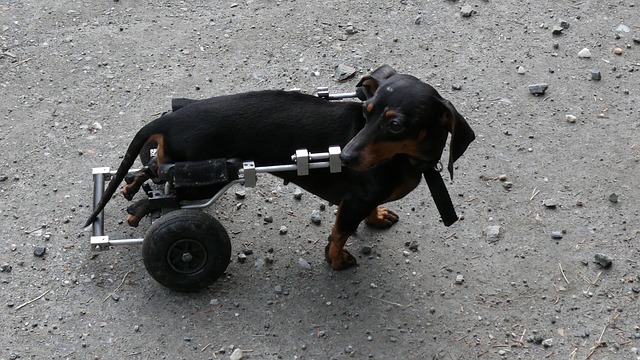 La Paralysie Canine Infos Pratiques Chiens Petsitting Fr