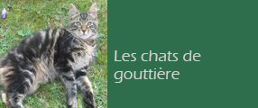 Le Chat De Gouttière Infos Pratiques Chats Petsittingfr