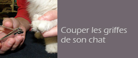 Couper Les Griffes D Un Chat Infos Pratiques Chats Petsitting Fr