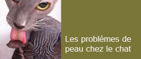 Les Problemes De Peau Chez Le Chat Infos Pratiques Chats Petsitting Fr