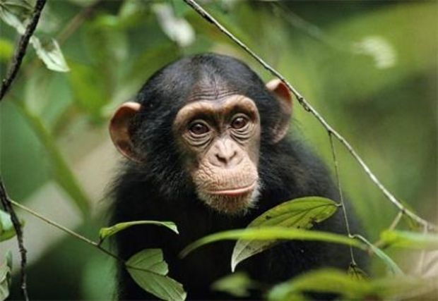 chimpanzé NAC