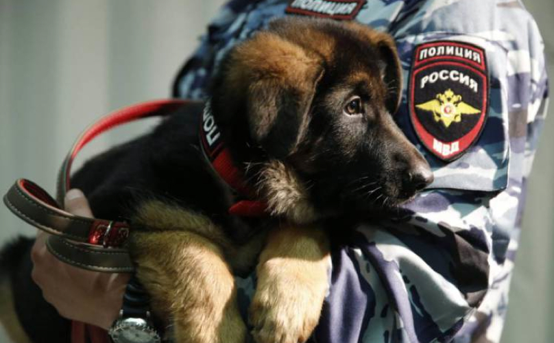 Dobrynya chien policier