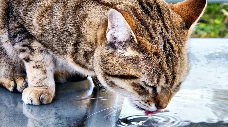 chat alimentaion equilibree