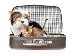 animaux valise