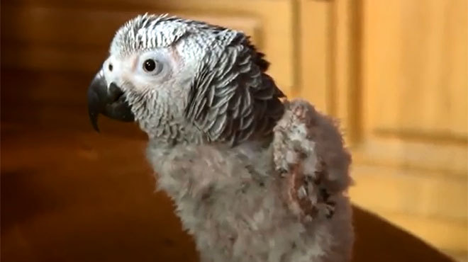 perroquet gris déplumé