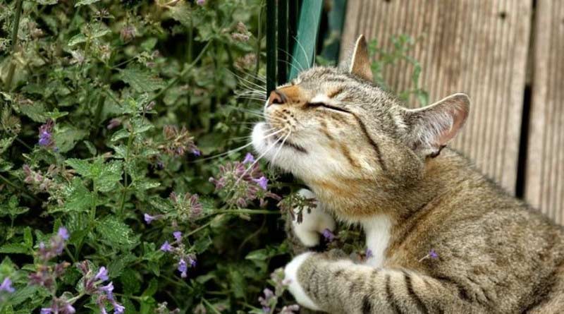 L’herbe à chat
