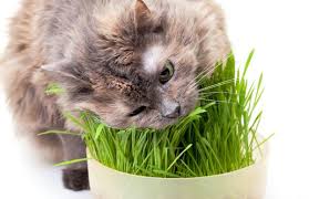 herbe a chat