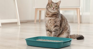 Choix de litière pour chat