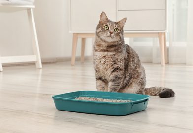 Choix de litière pour chat
